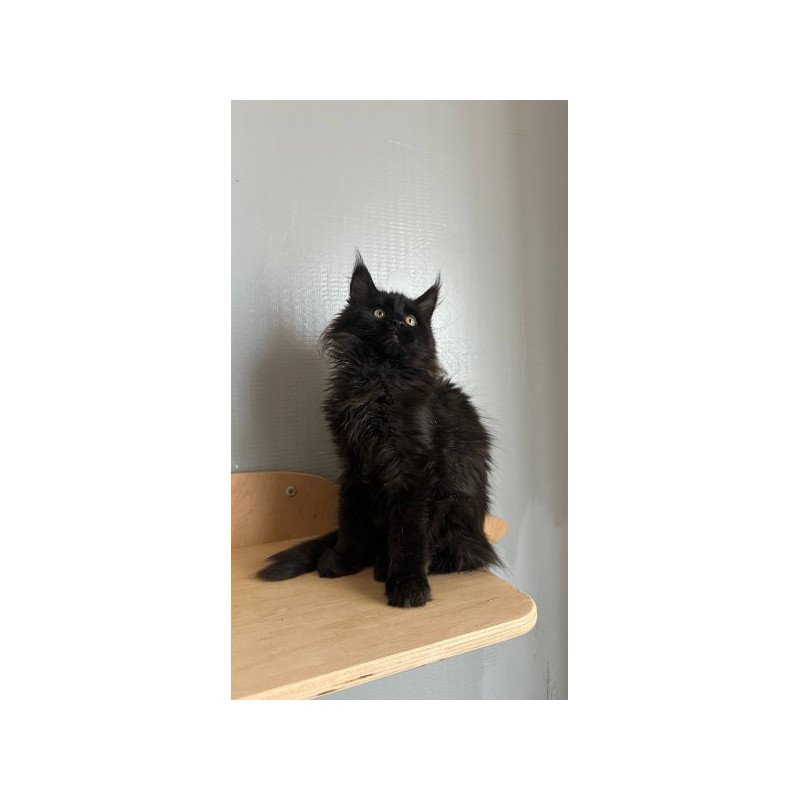 Maine Coon Alva Mort