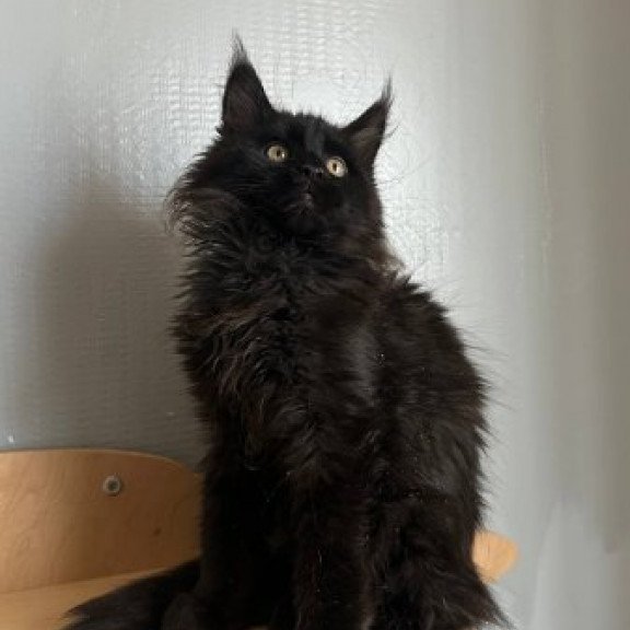 Maine Coon Alva Mort