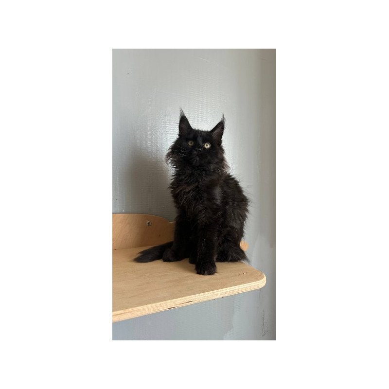 Maine Coon Alva Mort
