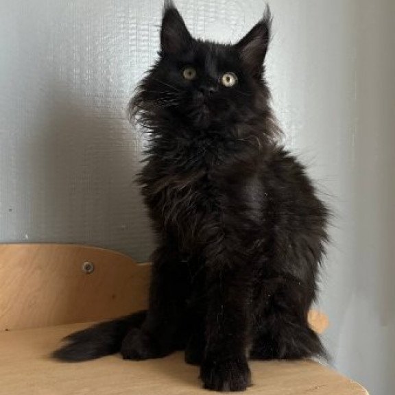 Maine Coon Alva Mort