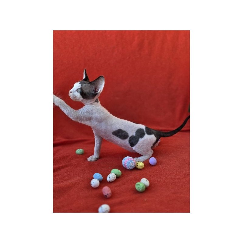 Devon Rex NOV Camelia