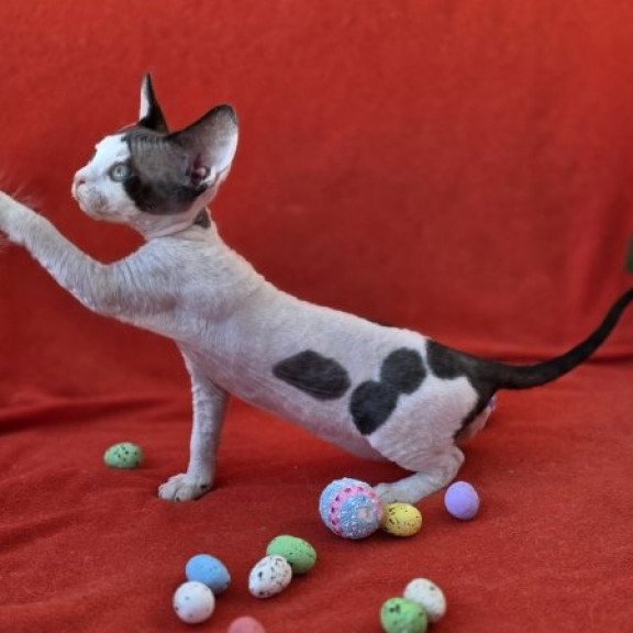 Devon Rex NOV Camelia