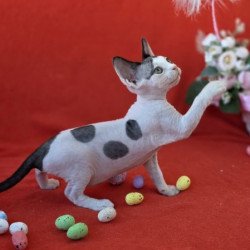 Devon Rex NOV Camelia