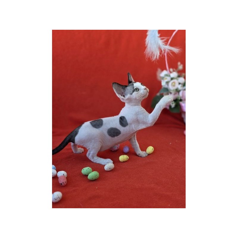 Devon Rex NOV Camelia