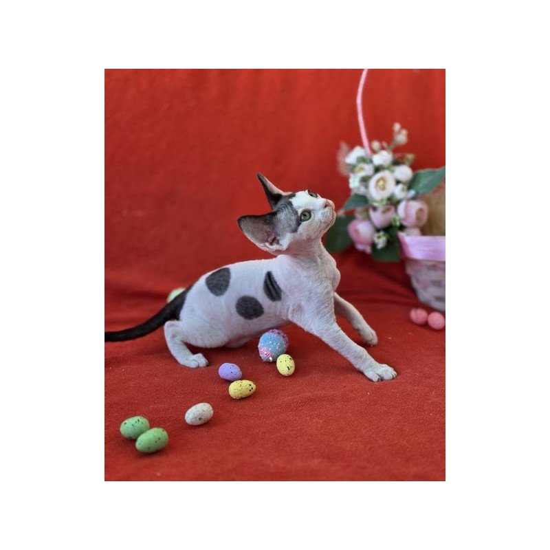 Devon Rex NOV Camelia