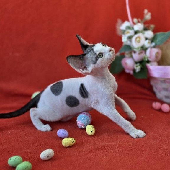 Devon Rex NOV Camelia