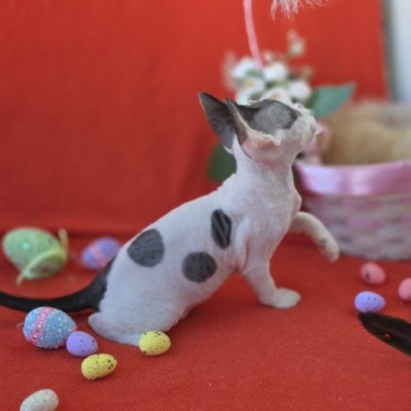 Devon Rex NOV Camelia