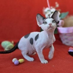 Devon Rex NOV Camelia