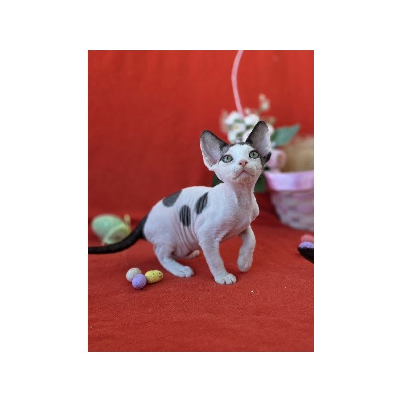 Devon Rex NOV Camelia
