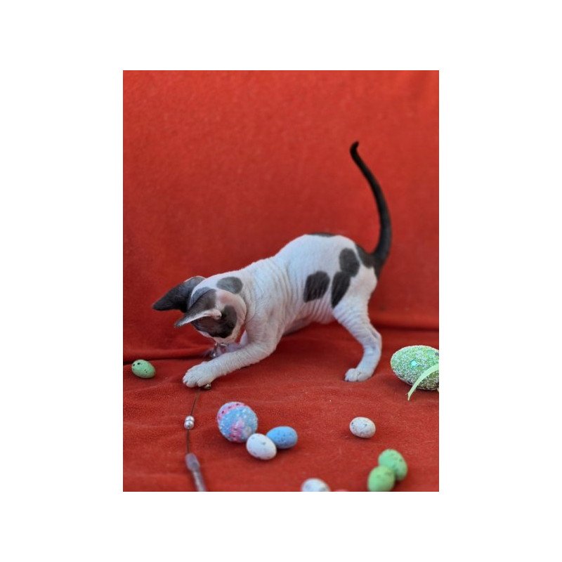 Devon Rex NOV Camelia