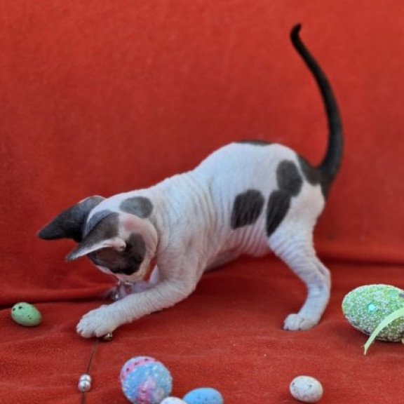 Devon Rex NOV Camelia