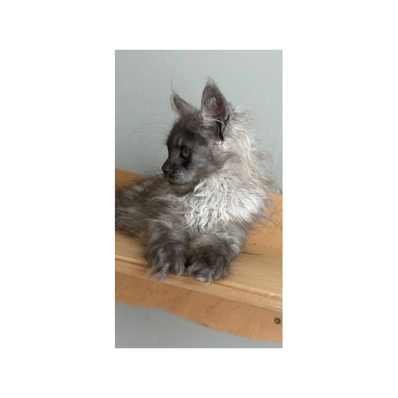 Maine Coon Alva Morticia