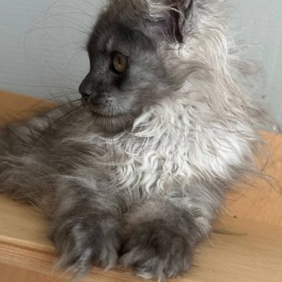 Maine Coon Alva Morticia