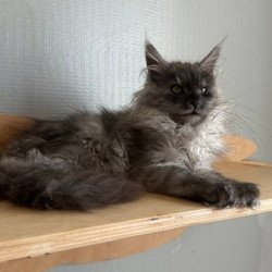 Maine Coon Alva Morticia