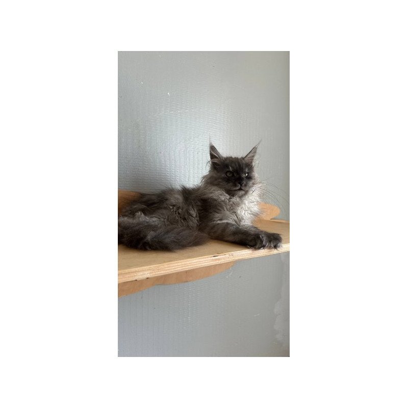 Maine Coon Alva Morticia