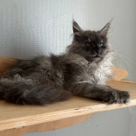 Maine Coon Alva Morticia