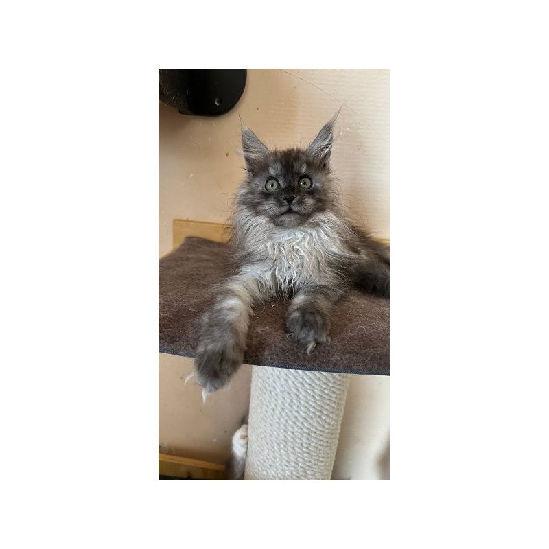 Maine Coon Alva Morticia