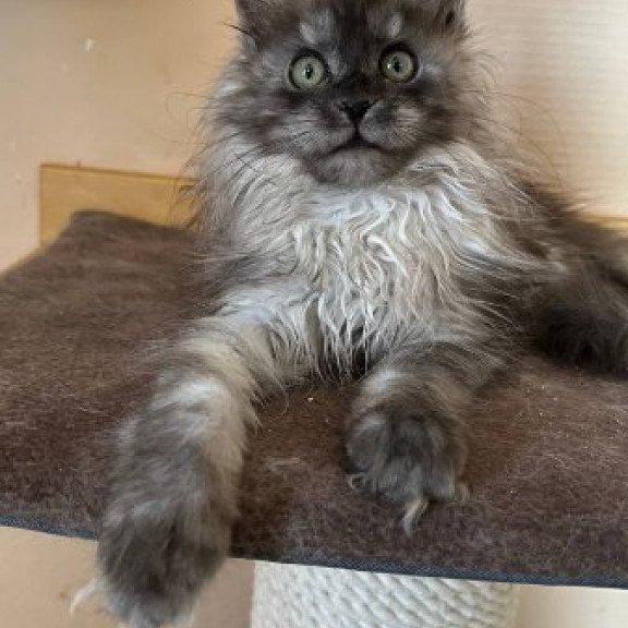 Maine Coon Alva Morticia