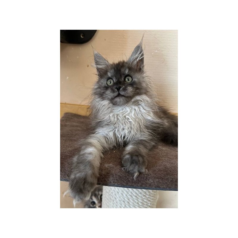 Maine Coon Alva Morticia
