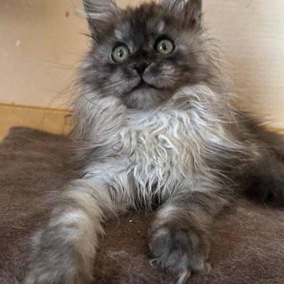 Maine Coon Alva Morticia