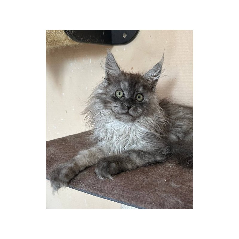 Maine Coon Alva Morticia