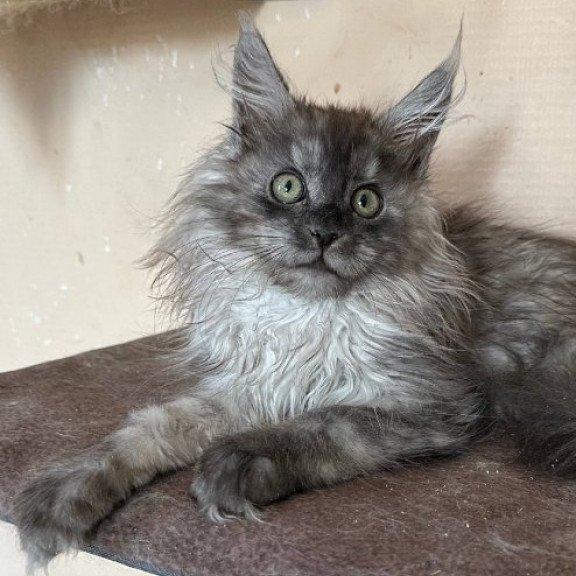 Maine Coon Alva Morticia