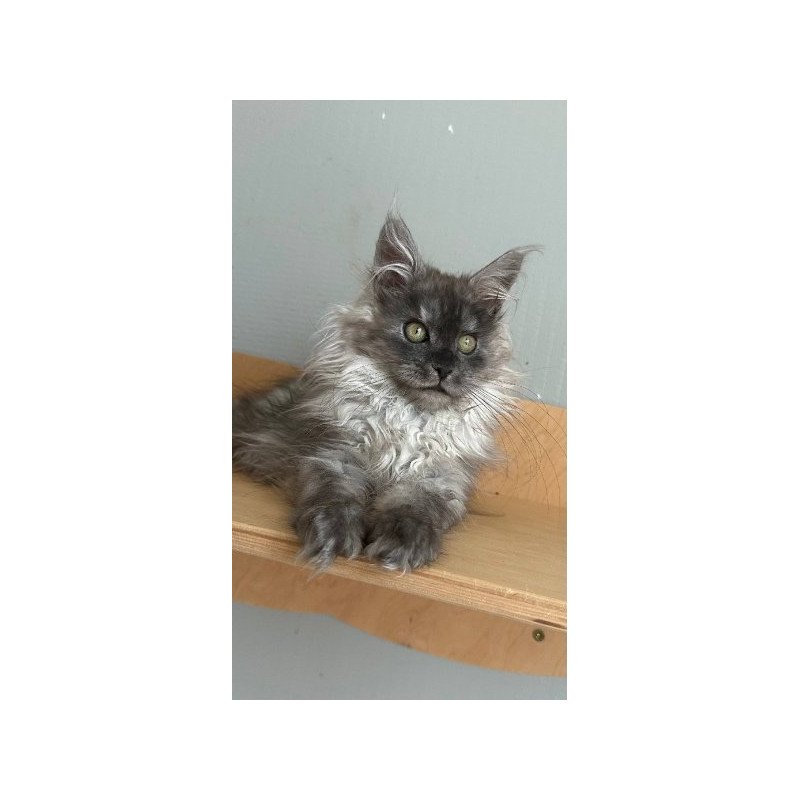 Maine Coon Alva Morticia