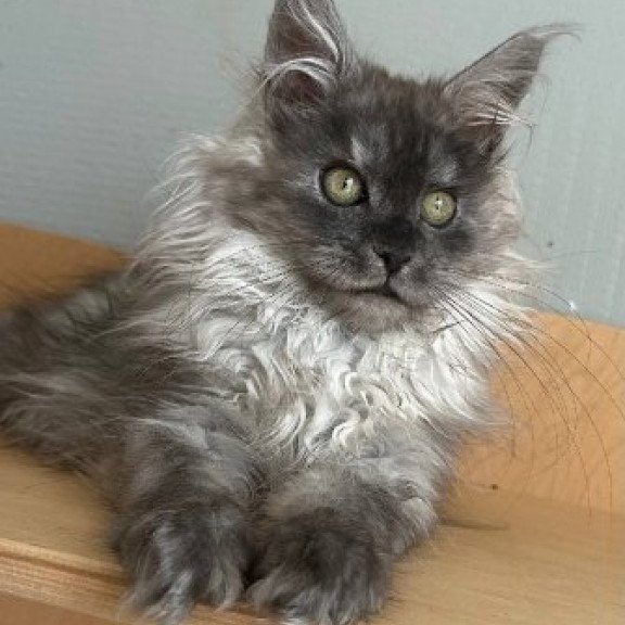 Maine Coon Alva Morticia