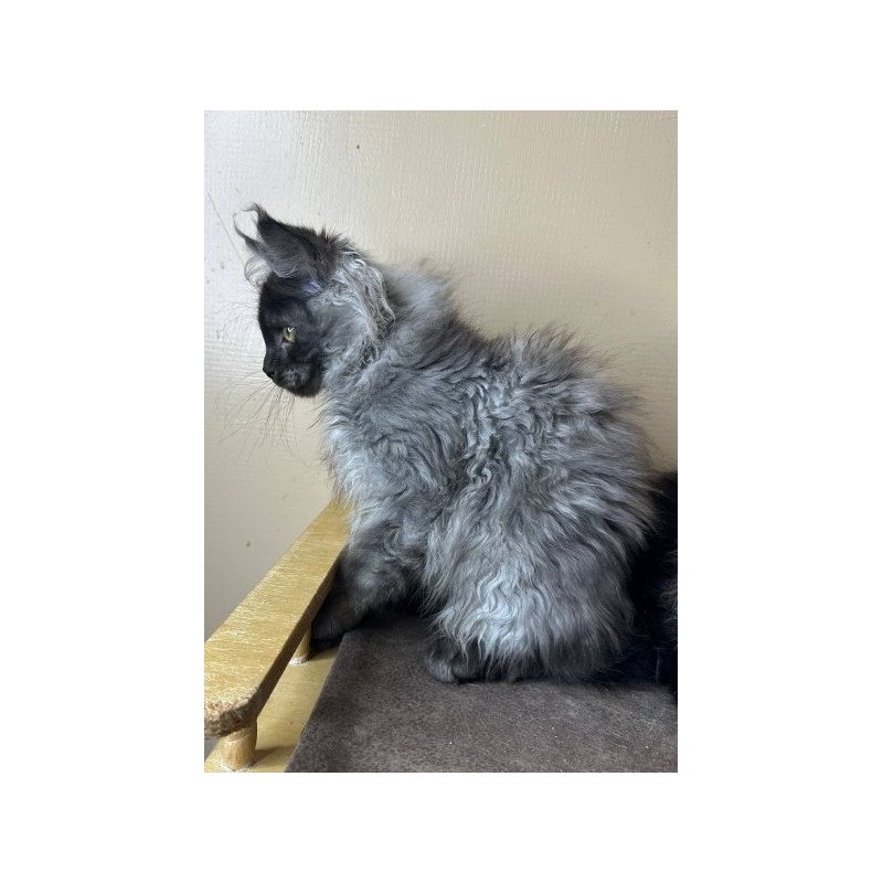 Maine Coon Alva Mortimer