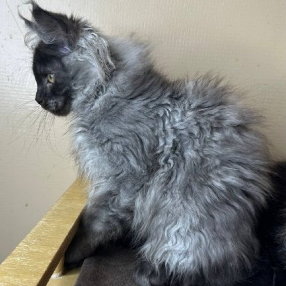 Maine Coon Alva Mortimer