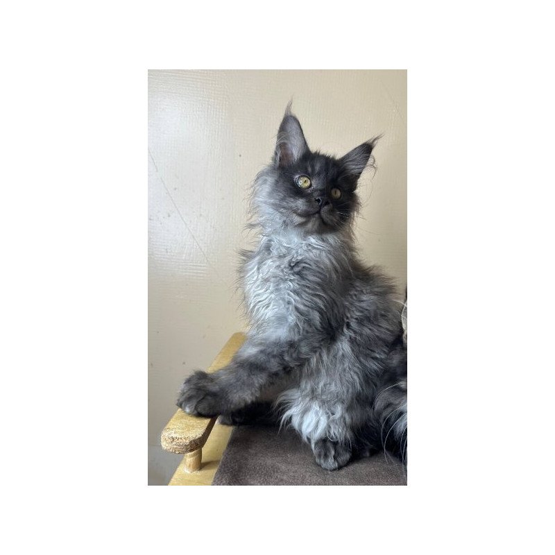 Maine Coon Alva Mortimer