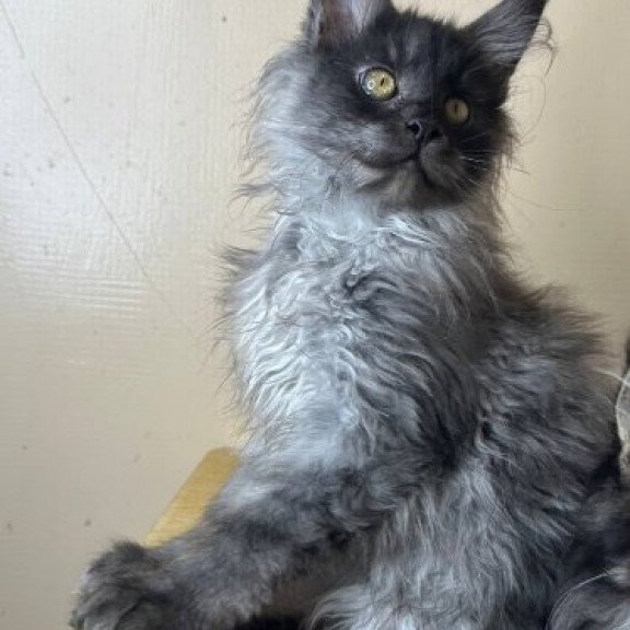 Maine Coon Alva Mortimer