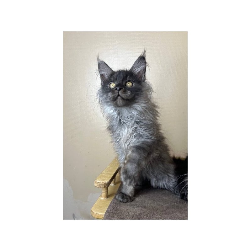 Maine Coon Alva Mortimer