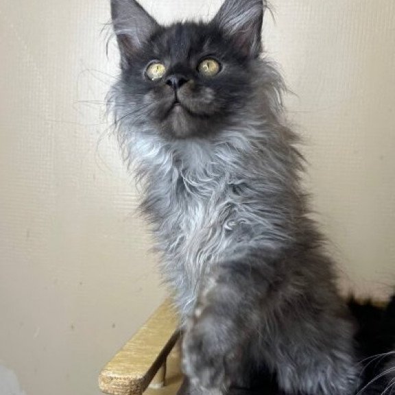 Maine Coon Alva Mortimer