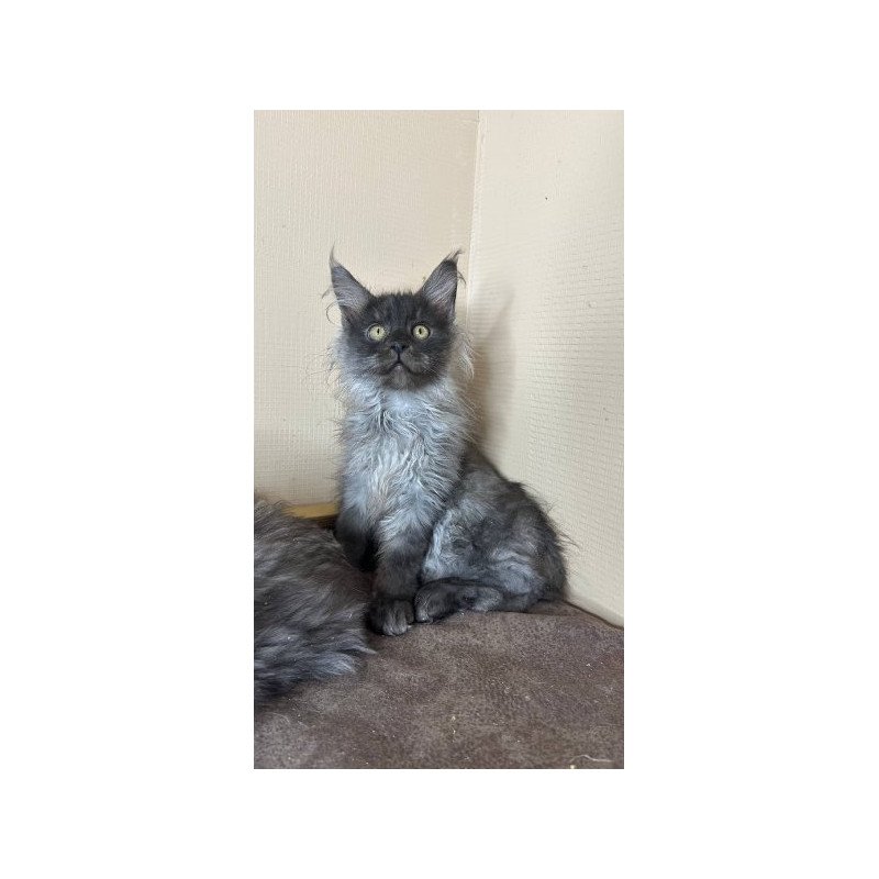 Maine Coon Alva Mortimer