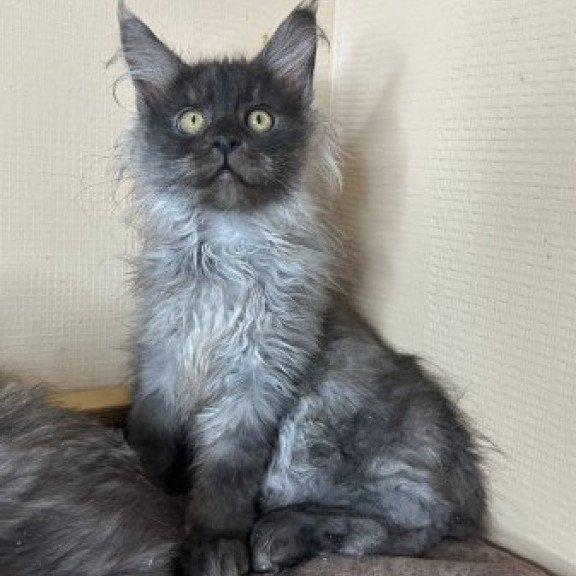 Maine Coon Alva Mortimer