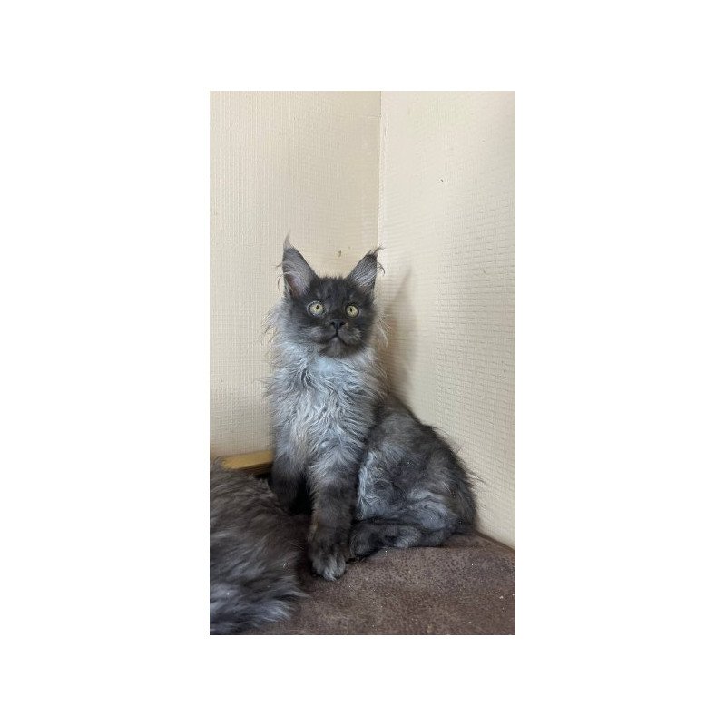 Maine Coon Alva Mortimer