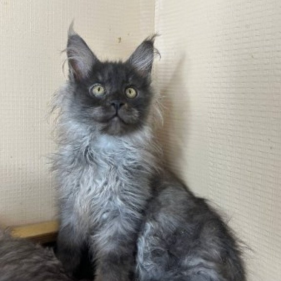 Maine Coon Alva Mortimer