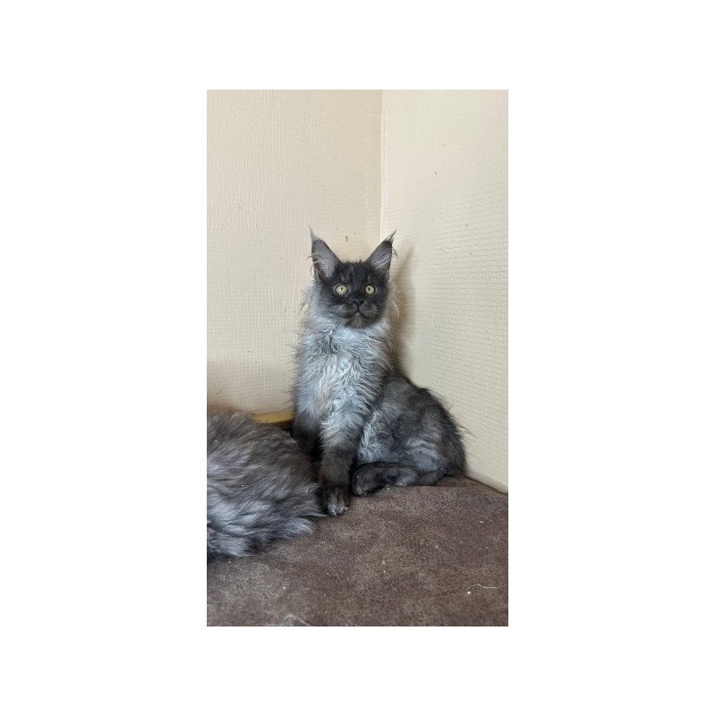 Maine Coon Alva Mortimer