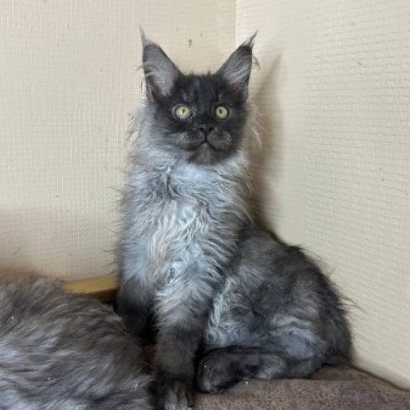 Maine Coon Alva Mortimer