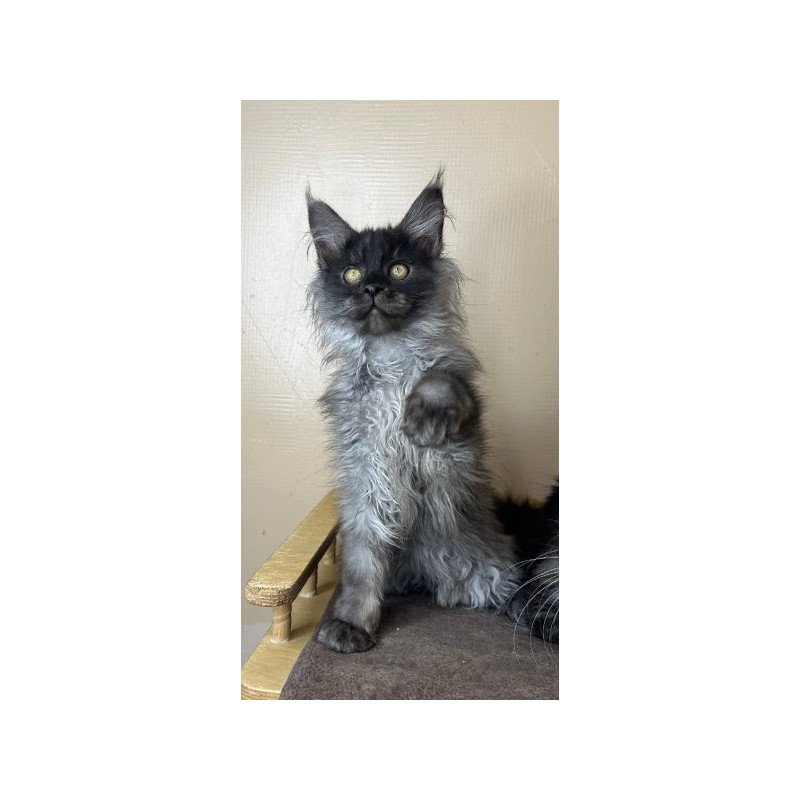 Maine Coon Alva Mortimer