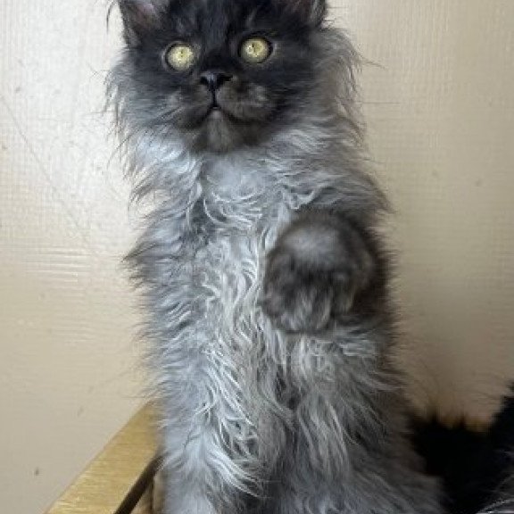 Maine Coon Alva Mortimer