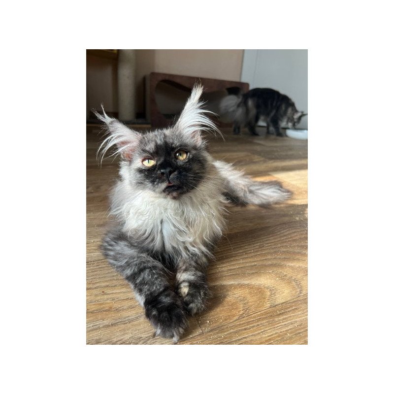 Maine Coon Alva Tinky
