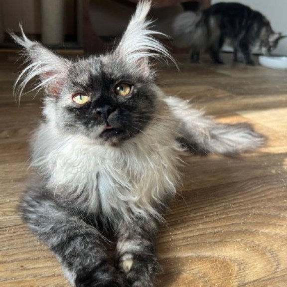 Maine Coon Alva Tinky