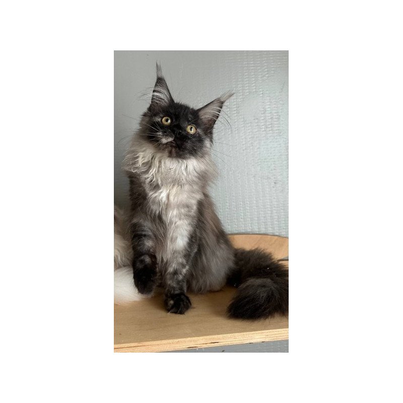 Maine Coon Alva Tinky