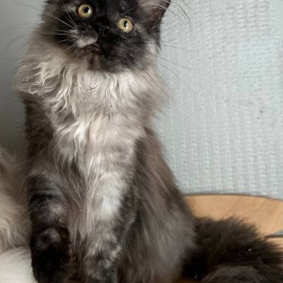 Maine Coon Alva Tinky
