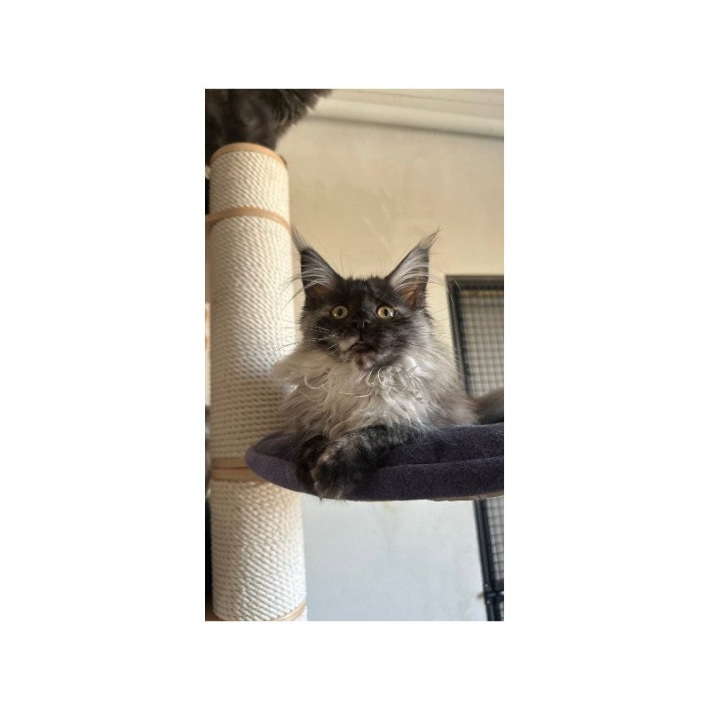 Maine Coon Alva Tinky