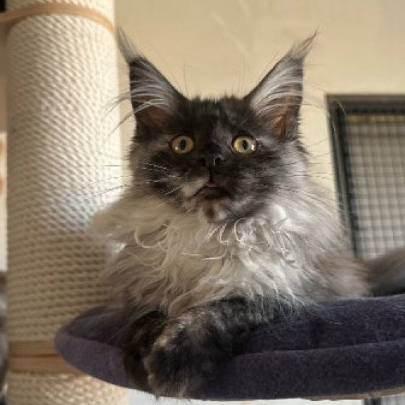 Maine Coon Alva Tinky