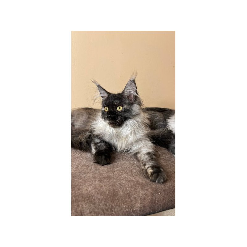 Maine Coon Alva Tinky