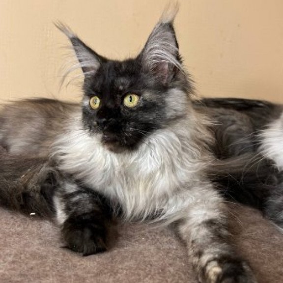 Maine Coon Alva Tinky